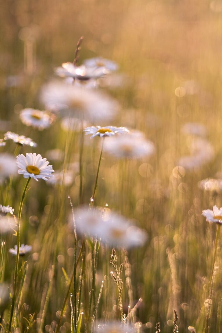 A serene spring meadow full of blooming oxeye daisies in warm, golden light.
