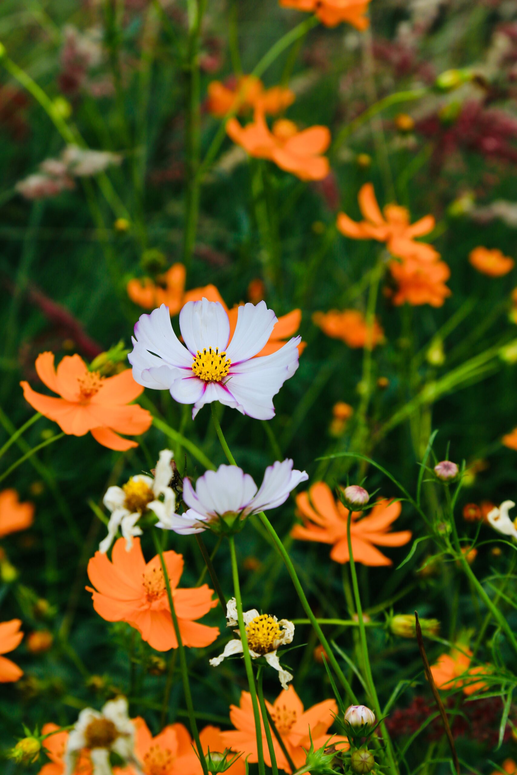 A beautiful display of orange and white wildflowers in a meadow captures the essence of nature's beauty.